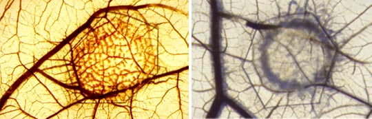 Induction of hemangiogenesis by human VEGF-A (left) and lymphangiogenesis by VEGF-C (right) in the avian chorioallantoic membrane